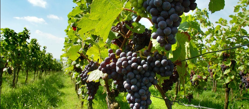 vigne-du-beaujolais-3.jpg