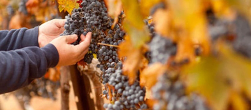 aaa_grape_5.jpg