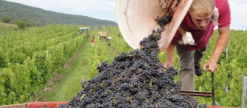 aaa_grape_harvest_1.jpg