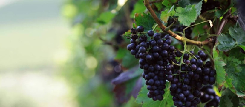 aaa_grape_4.jpg