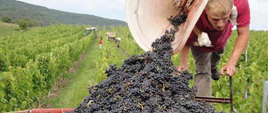 aaa_grape_harvest_1.jpg