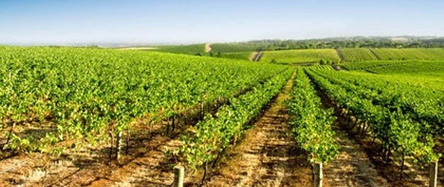aaa_grape_vine_1.jpg