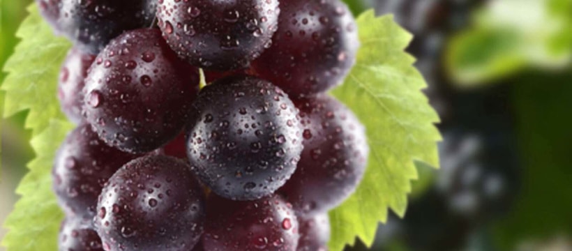 aaa_grape_2.jpg
