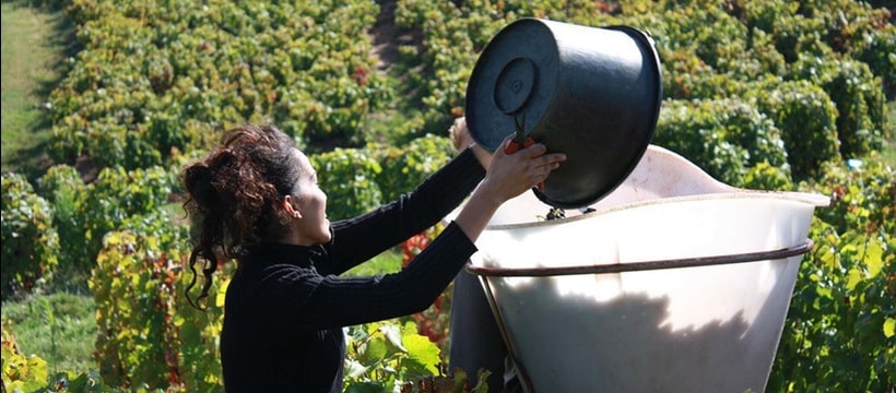 aaa_grape_harvest_2.jpg