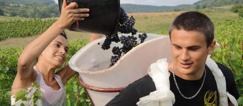 aaa_grape_harvest_3.jpg