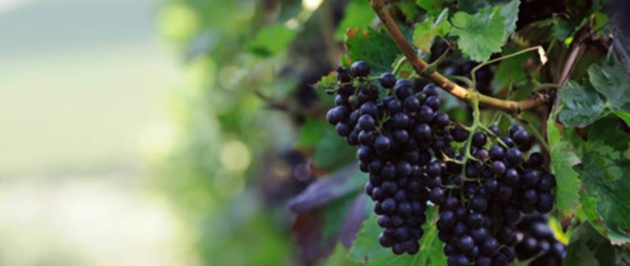 aaa_grape_4.jpg