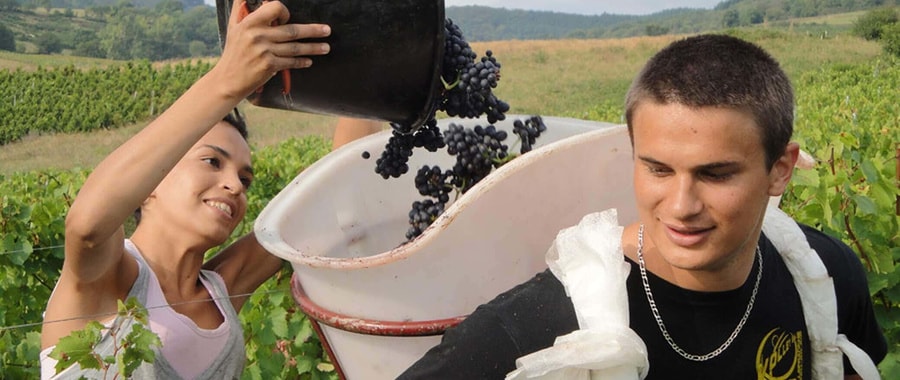 aaa_grape_harvest_3.jpg