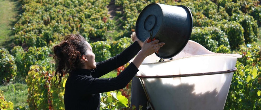 aaa_grape_harvest_2.jpg