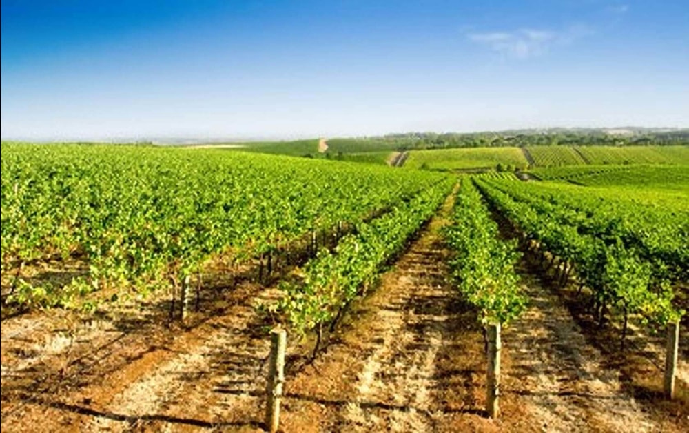 aaa_grape_vine_1.jpg