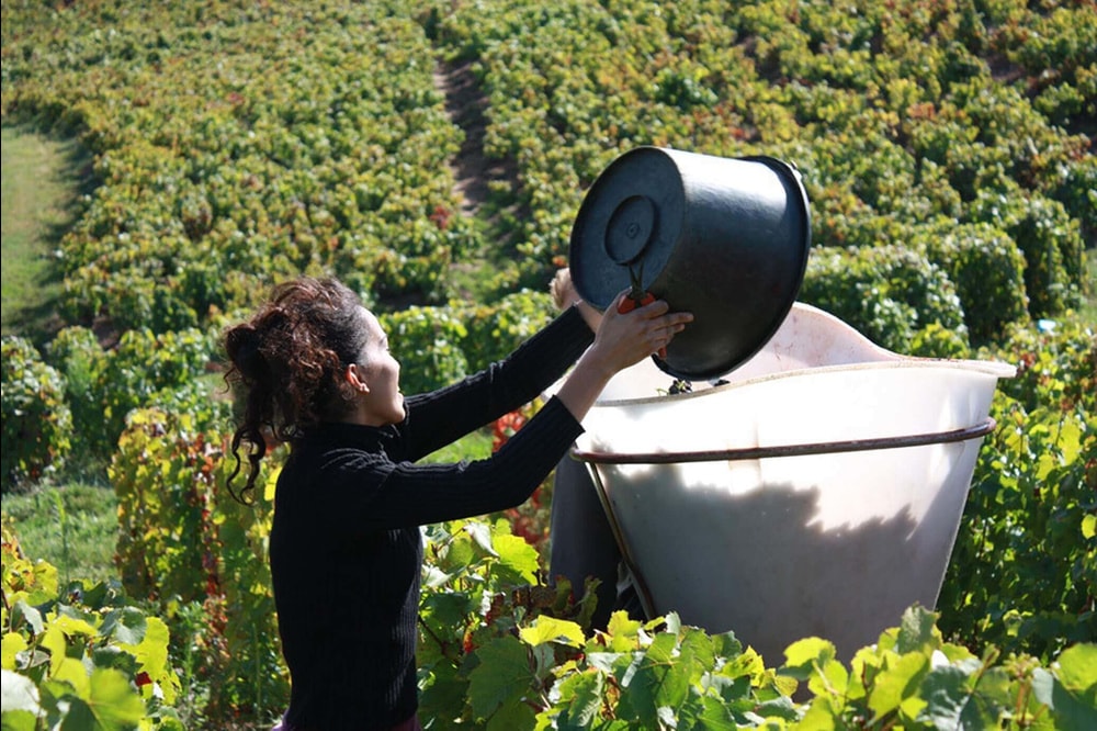 aaa_grape_harvest_2.jpg