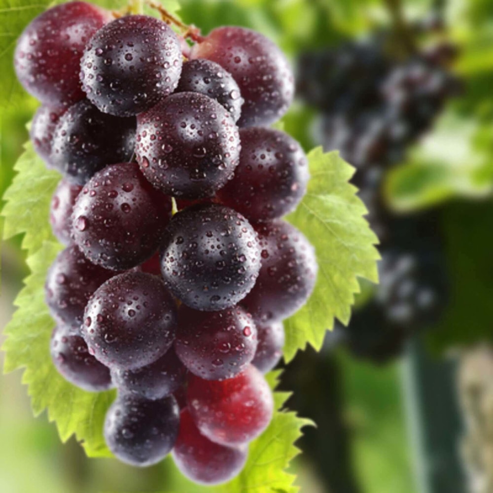 aaa_grape_2.jpg