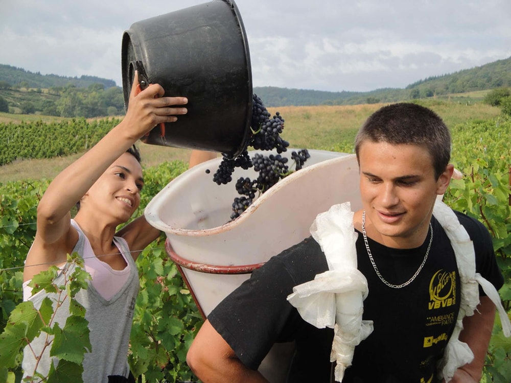 aaa_grape_harvest_3.jpg