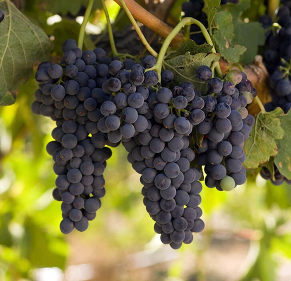aaa_grape_1.jpg