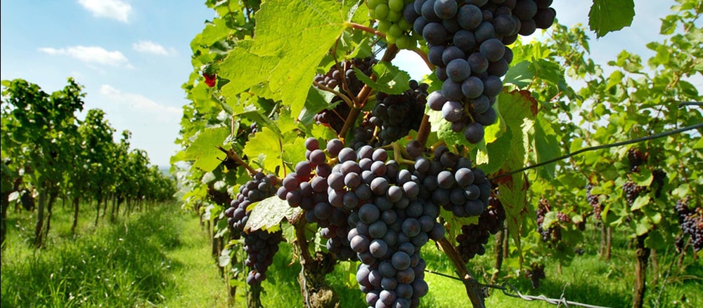 vigne-du-beaujolais-3.jpg